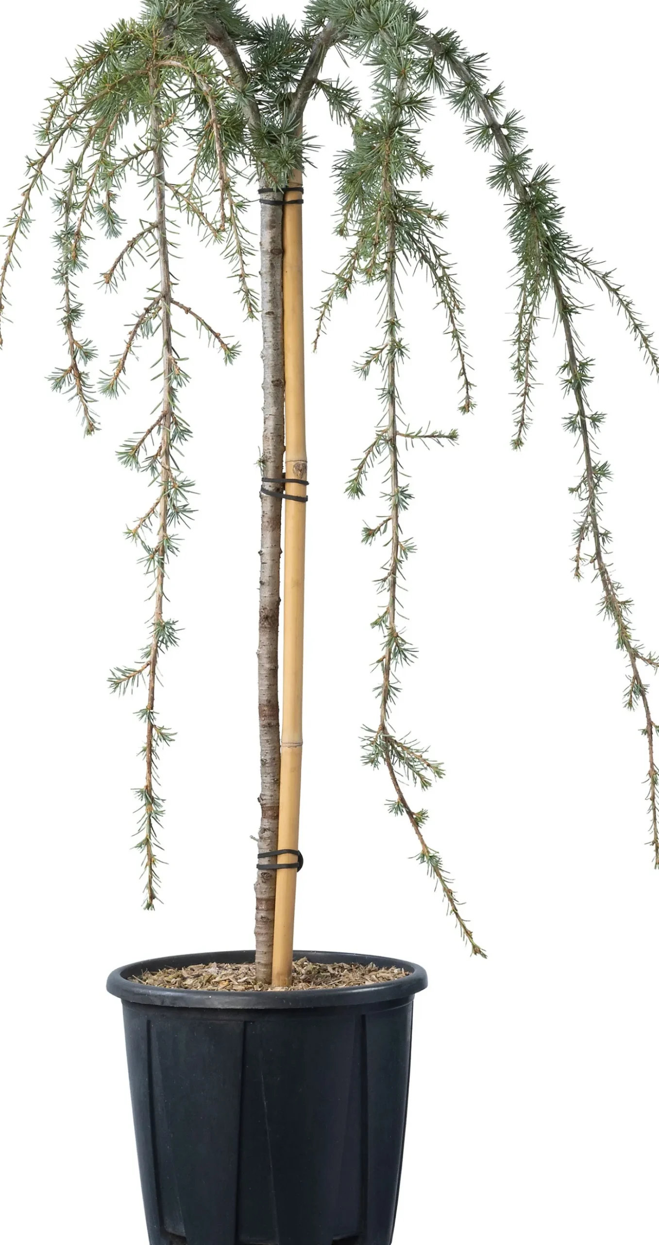 Blauwe treurceder (Cedrus libani 'Glauca Pendula') D 25 H 70 cm