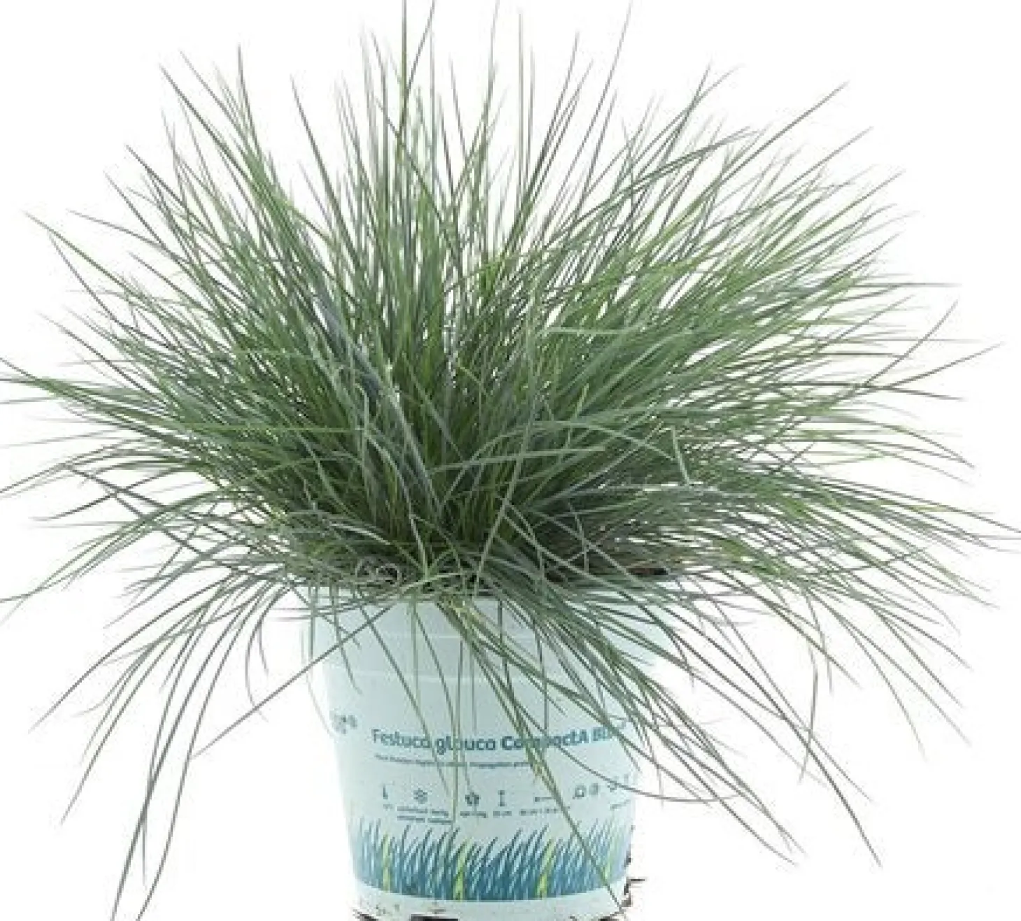 Blauwgras (Festuca glauca 'Compacta Blue') D 10,5 H 25 cm