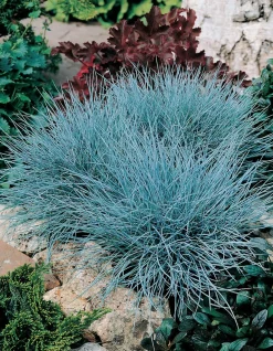 Blauwgras XL (Festuca glauca 'Zwergenkoning') D 9 H 10 cm