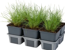 Blauwgras XL (Festuca glauca 'Zwergenkoning') D 9 H 10 cm