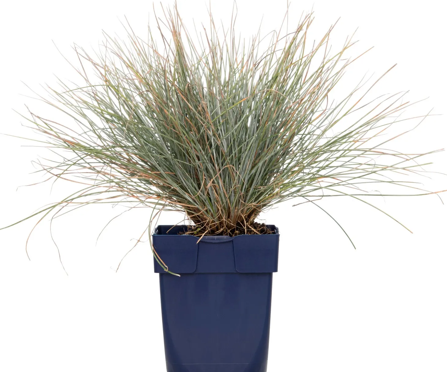 Blauw schapengras (Festuca glauca) D 9 H 10 cm