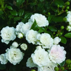 Bodembedekkende roos (Rosa 'Crystal Fairy') D 12 H 20 cm
