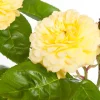 Bodembedekkende roos (Rosa 'Dolly Dot') D 19 H 10 cm