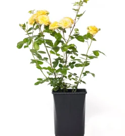 Bodembedekkende roos (Rosa 'Dolly Dot') D 19 H 10 cm