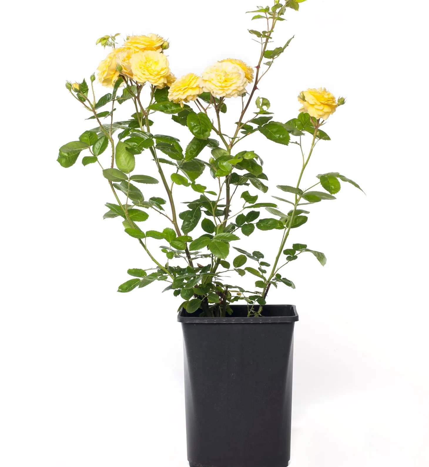 Bodembedekkende roos (Rosa 'Dolly Dot') D 19 H 10 cm
