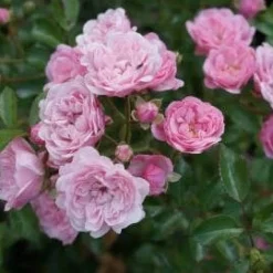 Bodembedekkende roos (Rosa 'The Fairy') D 12 H 20 cm