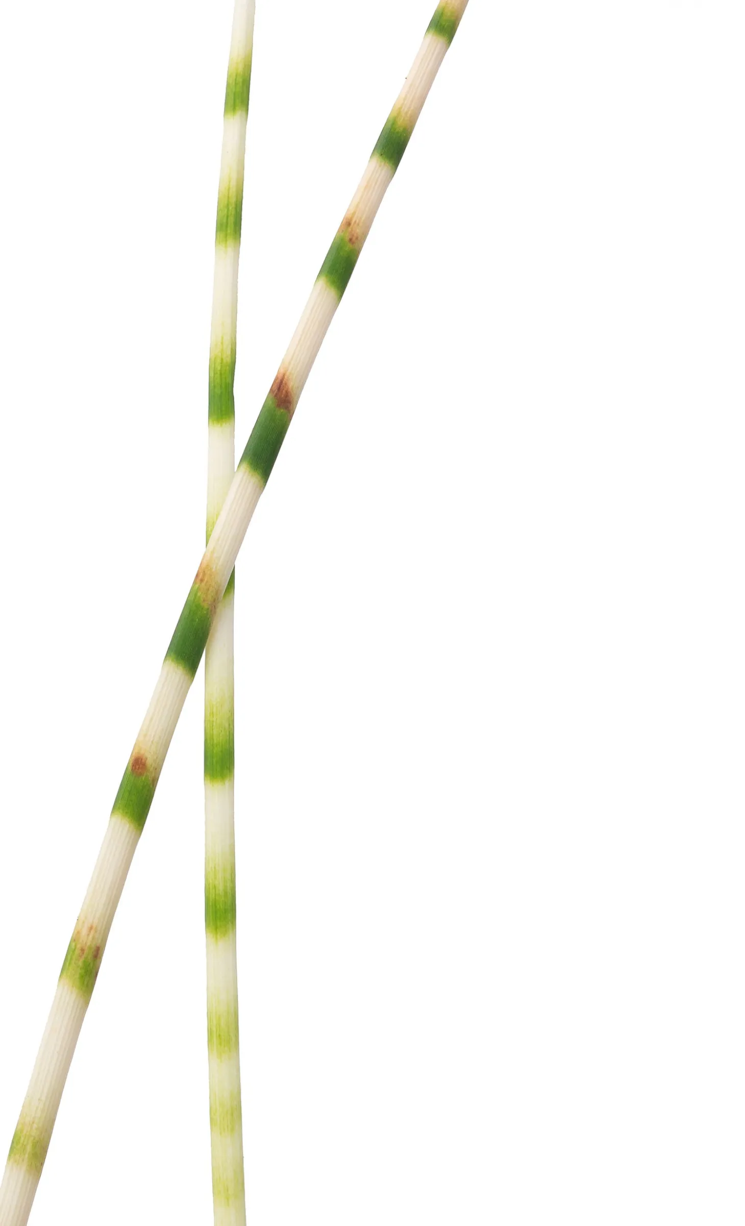 Bonte Bies (Scirpus tabernaemontanii 'Zebrinus') D 9 H 20 cm