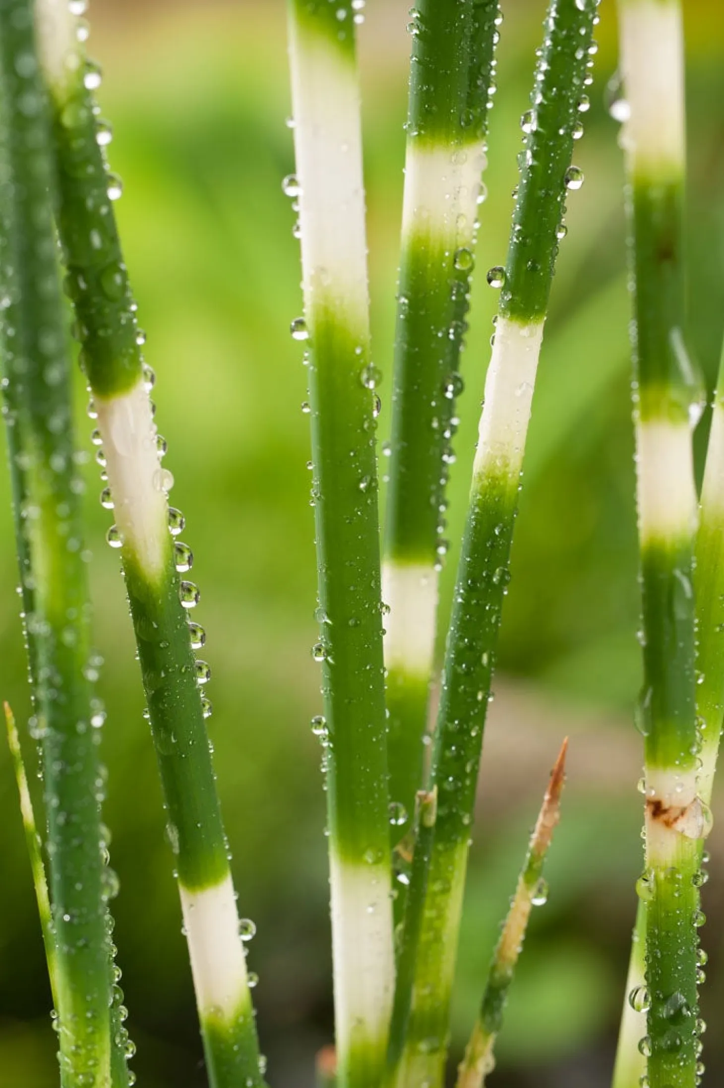 Bonte Bies (Scirpus tabernaemontanii 'Zebrinus') D 9 H 20 cm