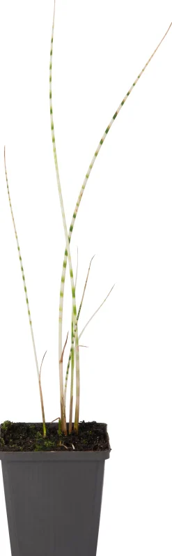 Bonte Bies (Scirpus tabernaemontanii 'Zebrinus') D 9 H 20 cm