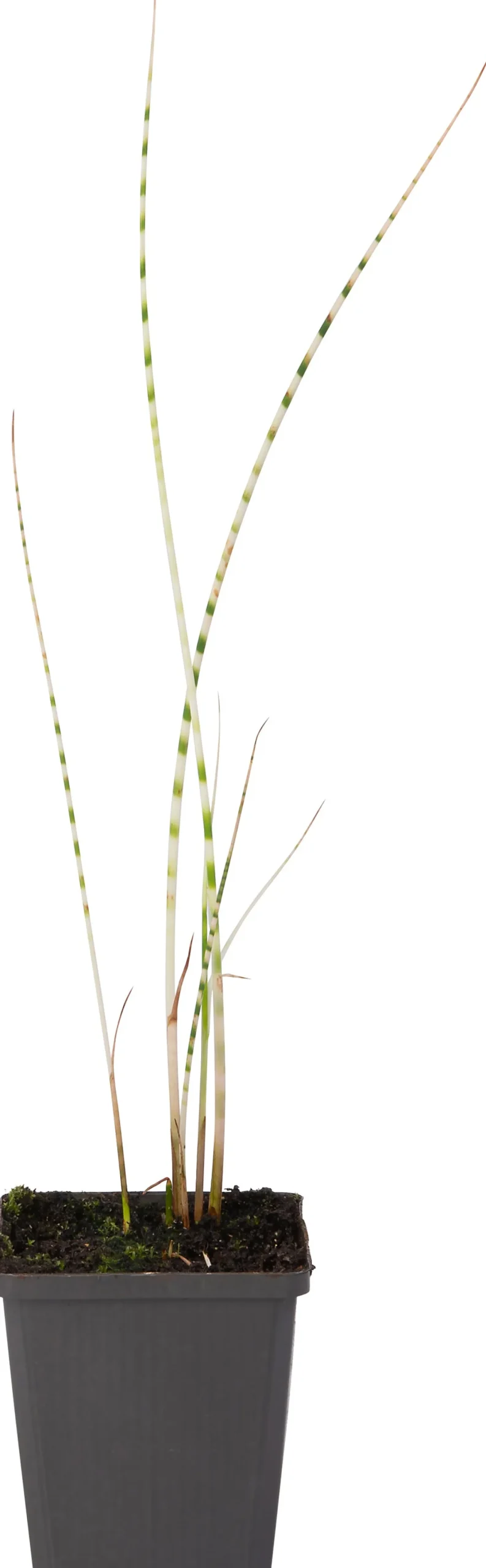 Bonte Bies (Scirpus tabernaemontanii 'Zebrinus') D 9 H 20 cm