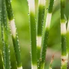 Bonte Bies (Scirpus tabernaemontanii 'Zebrinus') D 18 H 30 cm