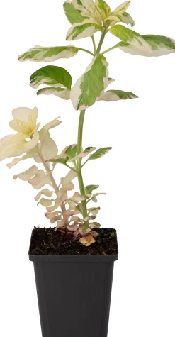 Bonte Moeraswederik (Lysimachia punctata 'Variegata') D 9 H 20 cm