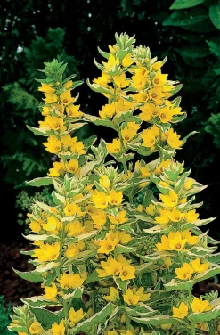 Bonte Moeraswederik (Lysimachia punctata 'Variegata') D 18 H 30 cm