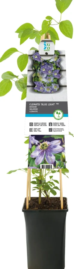 Bosrank (Clematis 'Blue Light') D 17 H 75 cm