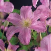 Bosrank (Clematis 'Comtesse de Bouchaud') D 16 H 75 cm