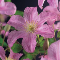 Bosrank (Clematis 'Comtesse de Bouchaud') D 16 H 75 cm