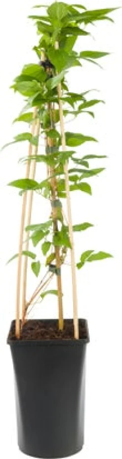 Bosrank (Clematis 'Comtesse de Bouchaud') D 16 H 75 cm