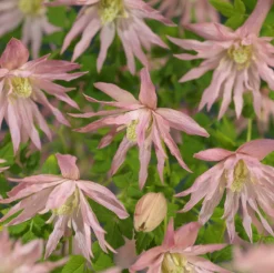 Bosrank (Clematis 'Country Rose' PBR) D 16 H 75 cm
