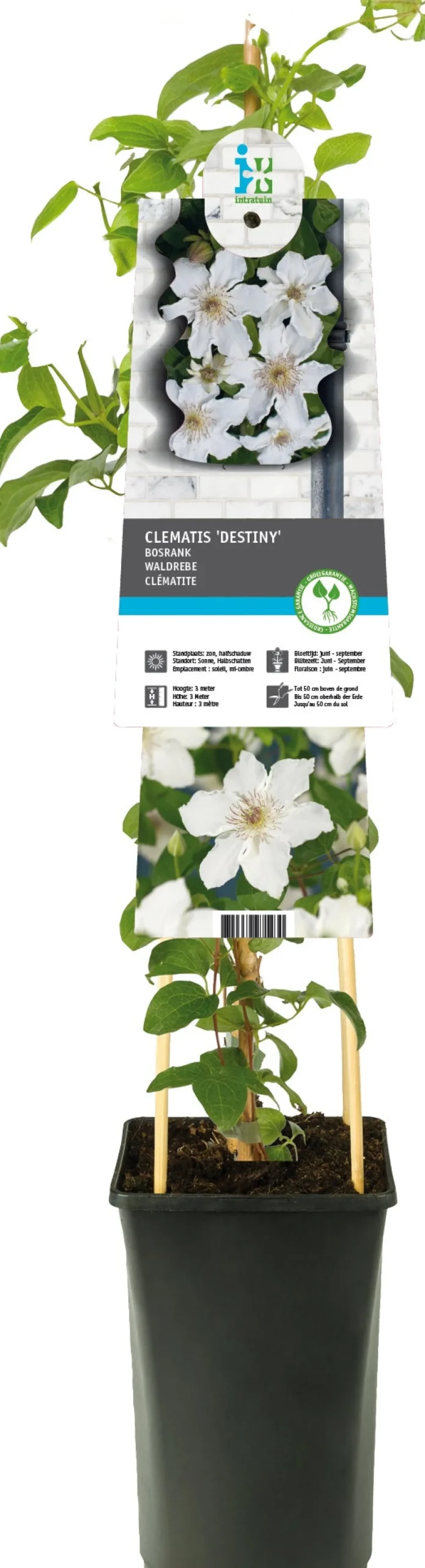 Bosrank (Clematis 'Destiny') D 17 H 75 cm