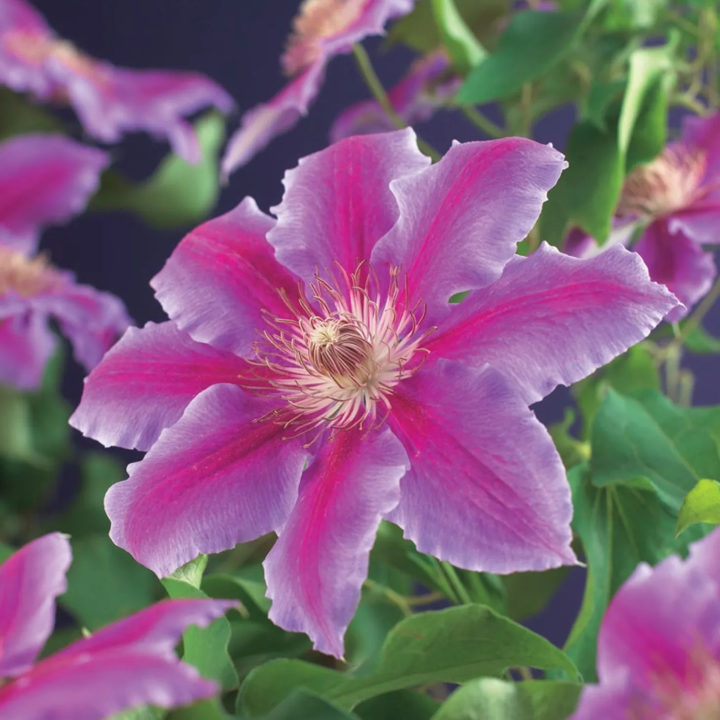Bosrank (Clematis 'Dr. Ruppel') D 23 H 117 cm