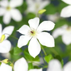 Bosrank (Clematis 'Forever Friends') D 23 H 115 cm