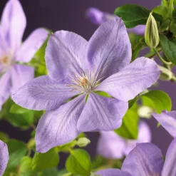 Bosrank (Clematis 'Mrs. Cholmondeley') D 16 H 75 cm
