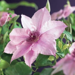 Bosrank (Clematis 'Pink Fantasy') D 16 H 75 cm