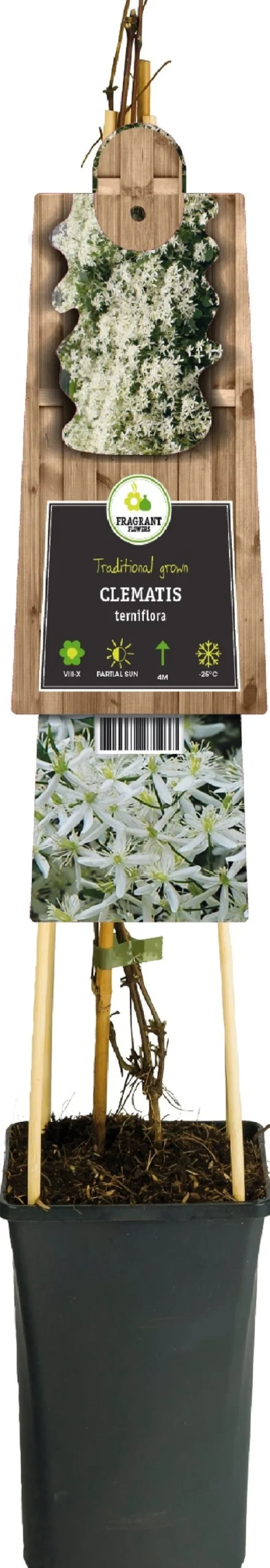 Bosrank (Clematis ternifolia) D 17 H 75 cm
