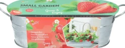 Buzzy fruitzaad kweekset in teil Zoete Aardbei (Fragaria)