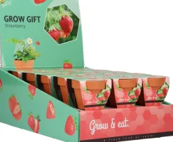 Buzzy Grow Gift fruitzaden Aardbei (Fragaria x annanassa f1)