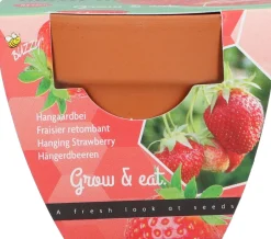 Buzzy Grow Gift fruitzaden Aardbei (Fragaria x annanassa f1)
