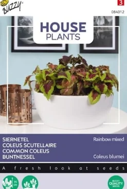 Buzzy House Plants kamerplantenzaad Luciferplantje (Cuphea ignea)