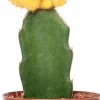 Cactus geënt (Cactus) D 8,5 H 16 cm