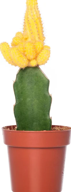 Cactus geënt (Cactus) D 8,5 H 16 cm