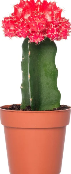 Cactus geënt (Cactus) D 8,5 H 16 cm