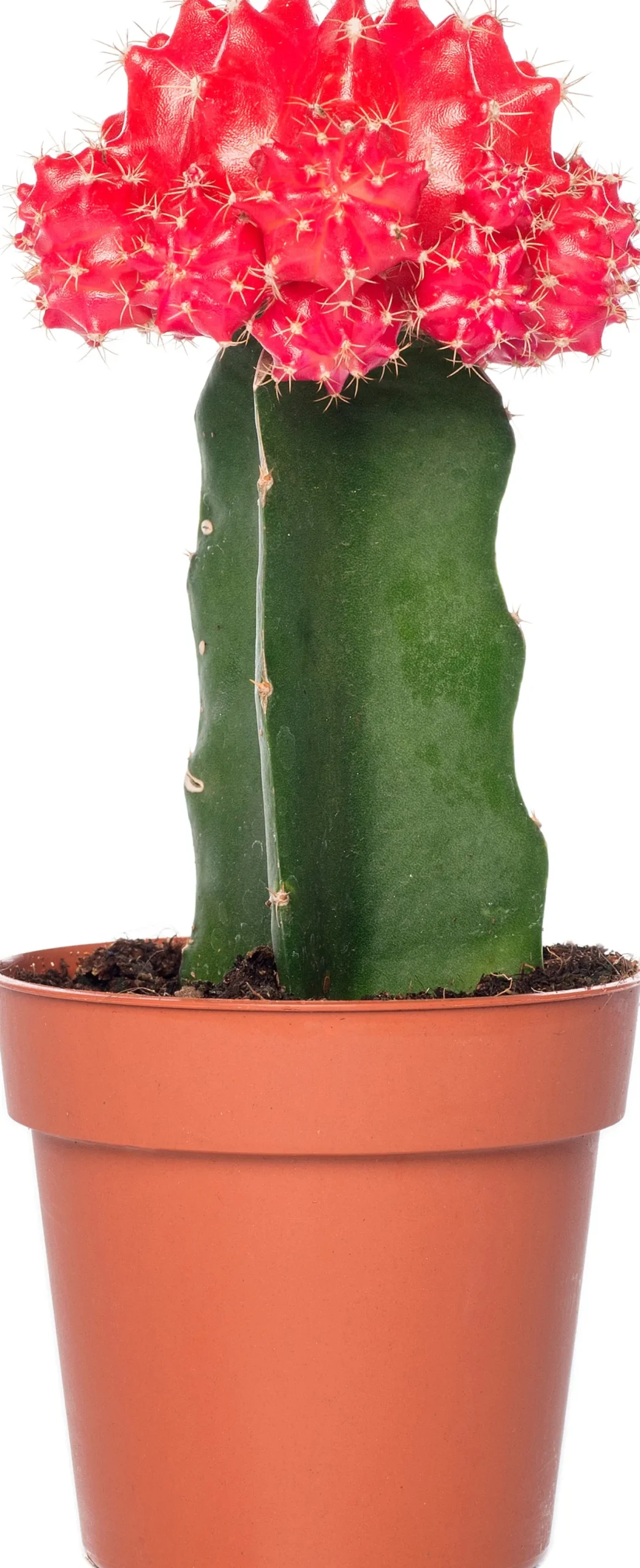 Cactus geënt (Cactus) D 8,5 H 16 cm