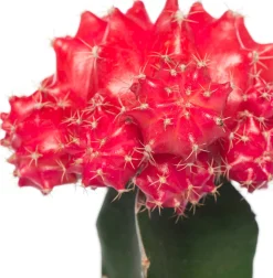 Cactus geënt (Cactus) D 8,5 H 16 cm