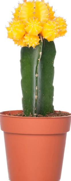 Cactus geënt (Cactus) D 8,5 H 16 cm
