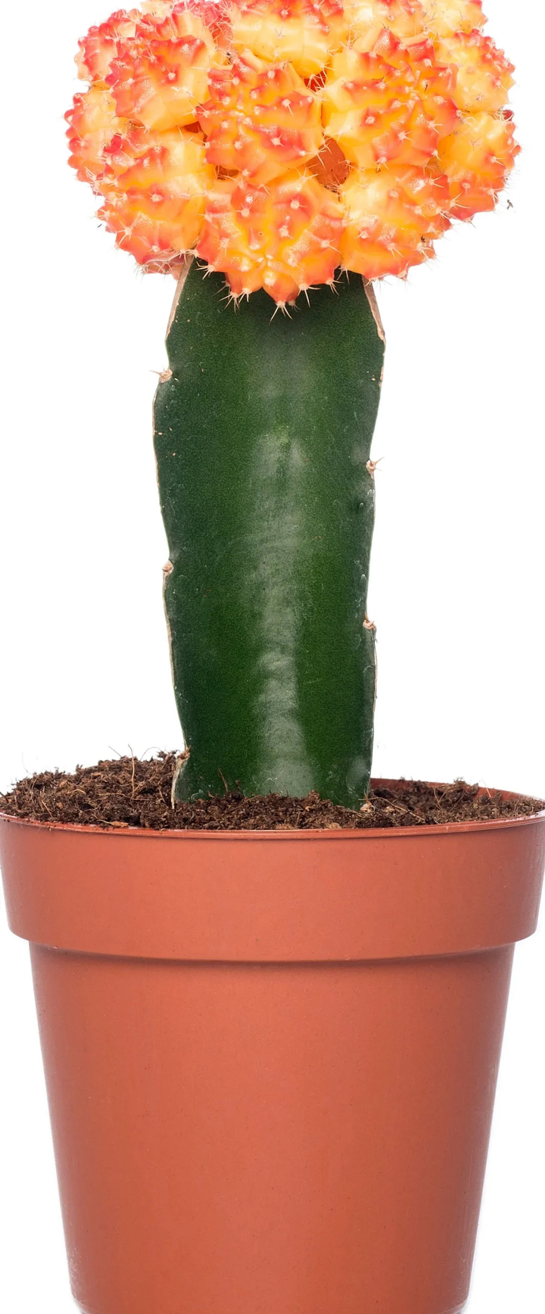 Cactus geënt (Cactus) D 8,5 H 16 cm