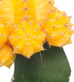 Cactus geënt (Cactus) D 8,5 H 16 cm