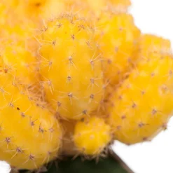 Cactus geënt (Cactus) D 8,5 H 16 cm