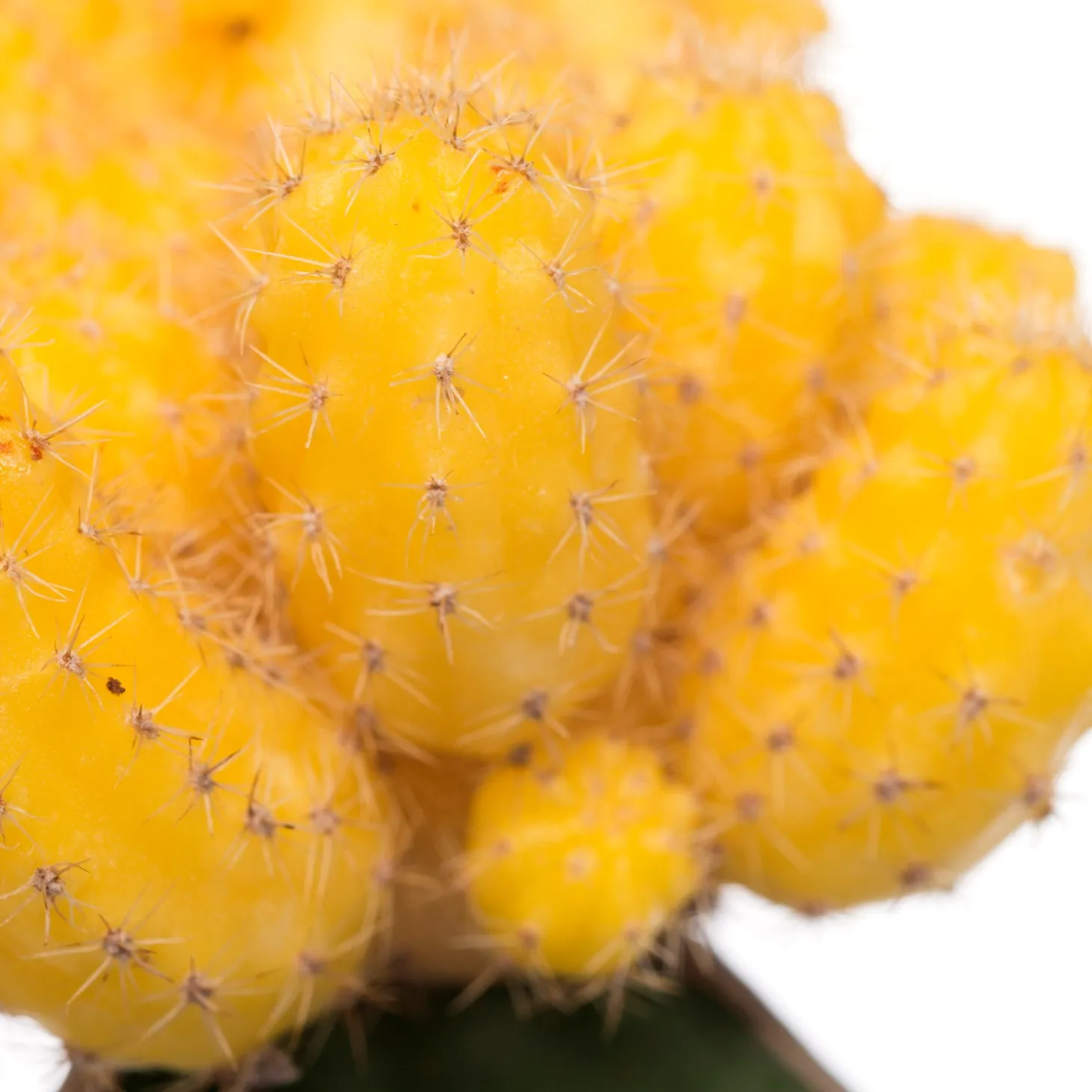 Cactus geënt (Cactus) D 8,5 H 16 cm