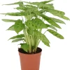 Calathea (Calathea leopardina) D 12 H 35 cm