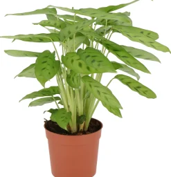 Calathea (Calathea leopardina) D 12 H 35 cm