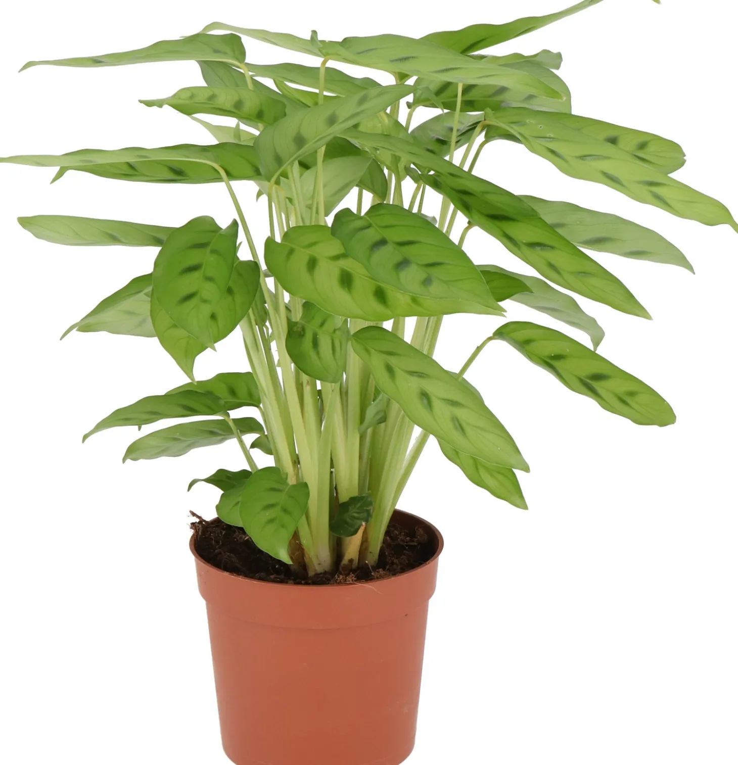 Calathea (Calathea leopardina) D 12 H 35 cm