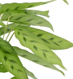 Calathea (Calathea leopardina) D 12 H 35 cm