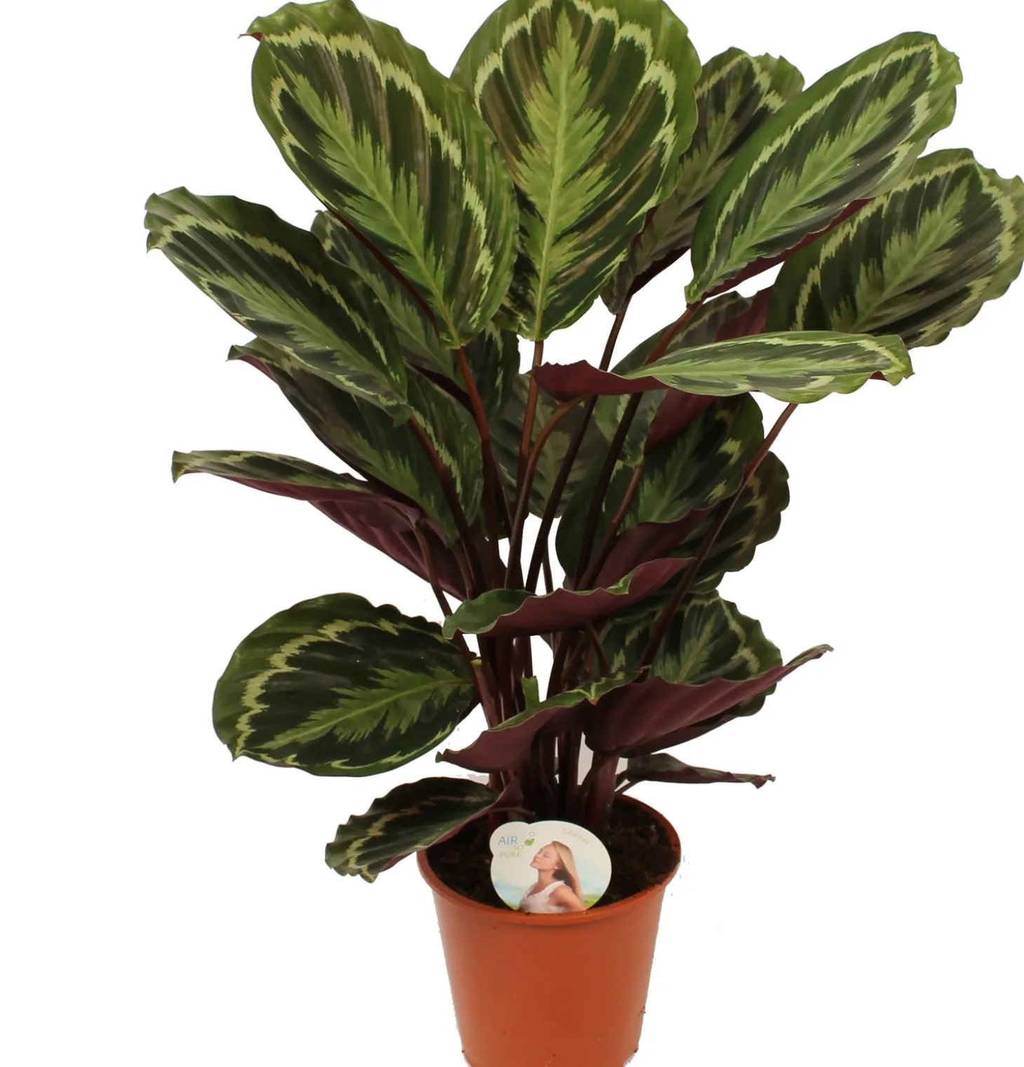 Calathea (Calathea 'Medallion') D 19 H 75 cm