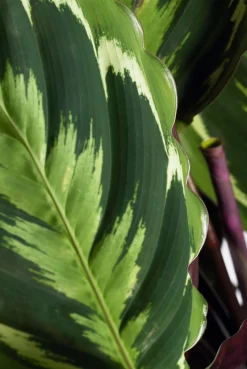 Calathea (Calathea 'Medallion') D 14 H 50 cm