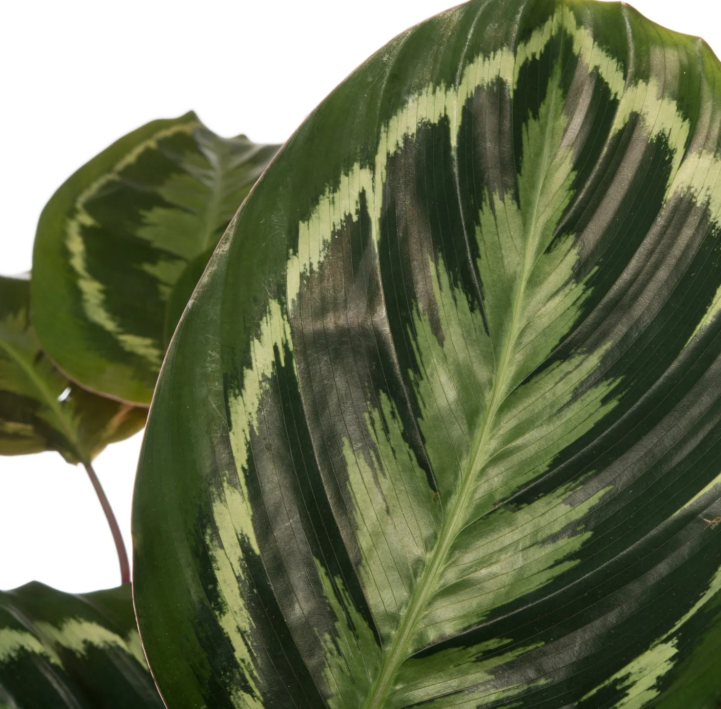 Calathea (Calathea 'Medallion') D 24 H 80 cm
