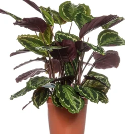 Calathea (Calathea 'Medallion') D 24 H 80 cm